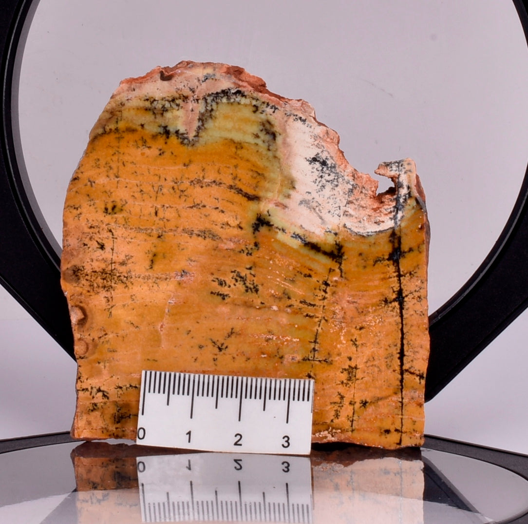 MICROBIAL MAT, STRELLEY POOL SLICED STROMATOLITE, Australia S343