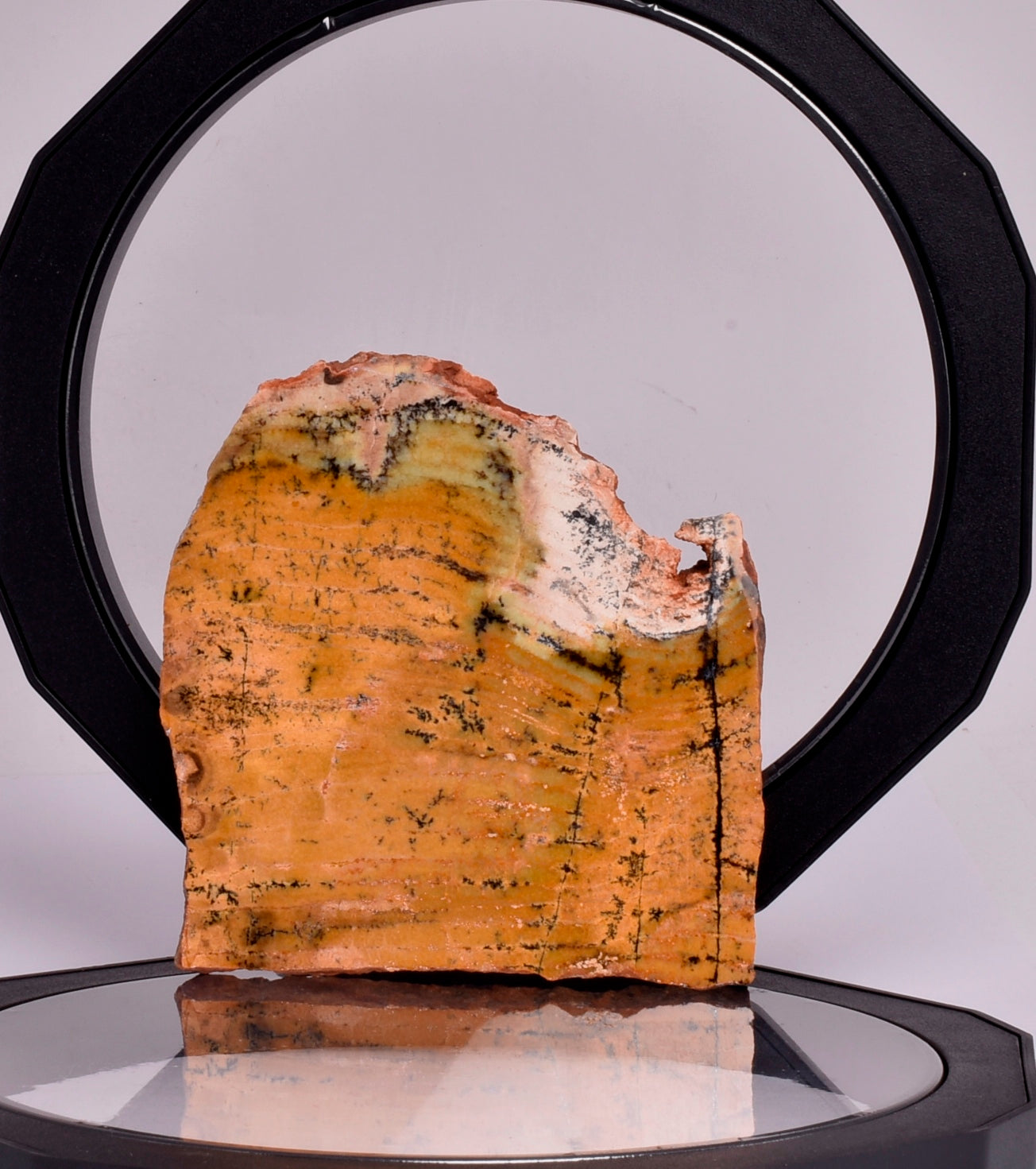 MICROBIAL MAT, STRELLEY POOL SLICED STROMATOLITE, Australia S343
