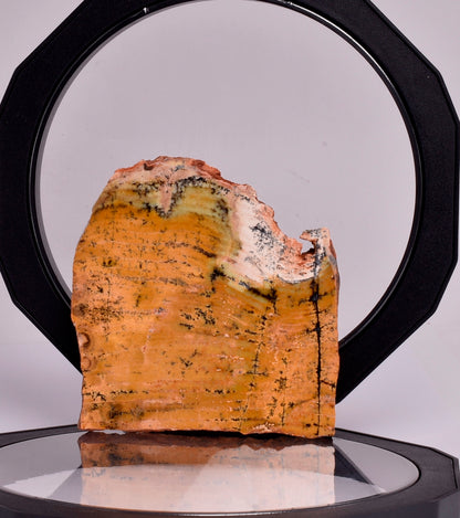 MICROBIAL MAT, STRELLEY POOL SLICED STROMATOLITE, Australia S343