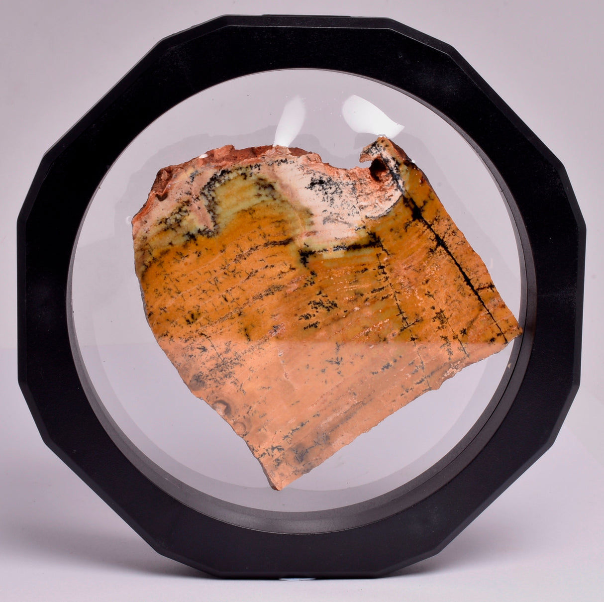 MICROBIAL MAT, STRELLEY POOL SLICED STROMATOLITE, Australia S343