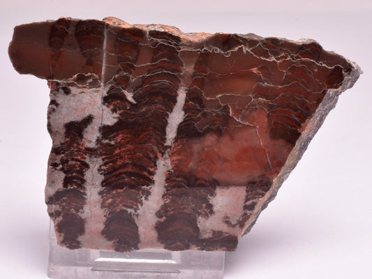 Stromatolite Inzeria Intia Fossil Polished Slice, N.T Australia S302