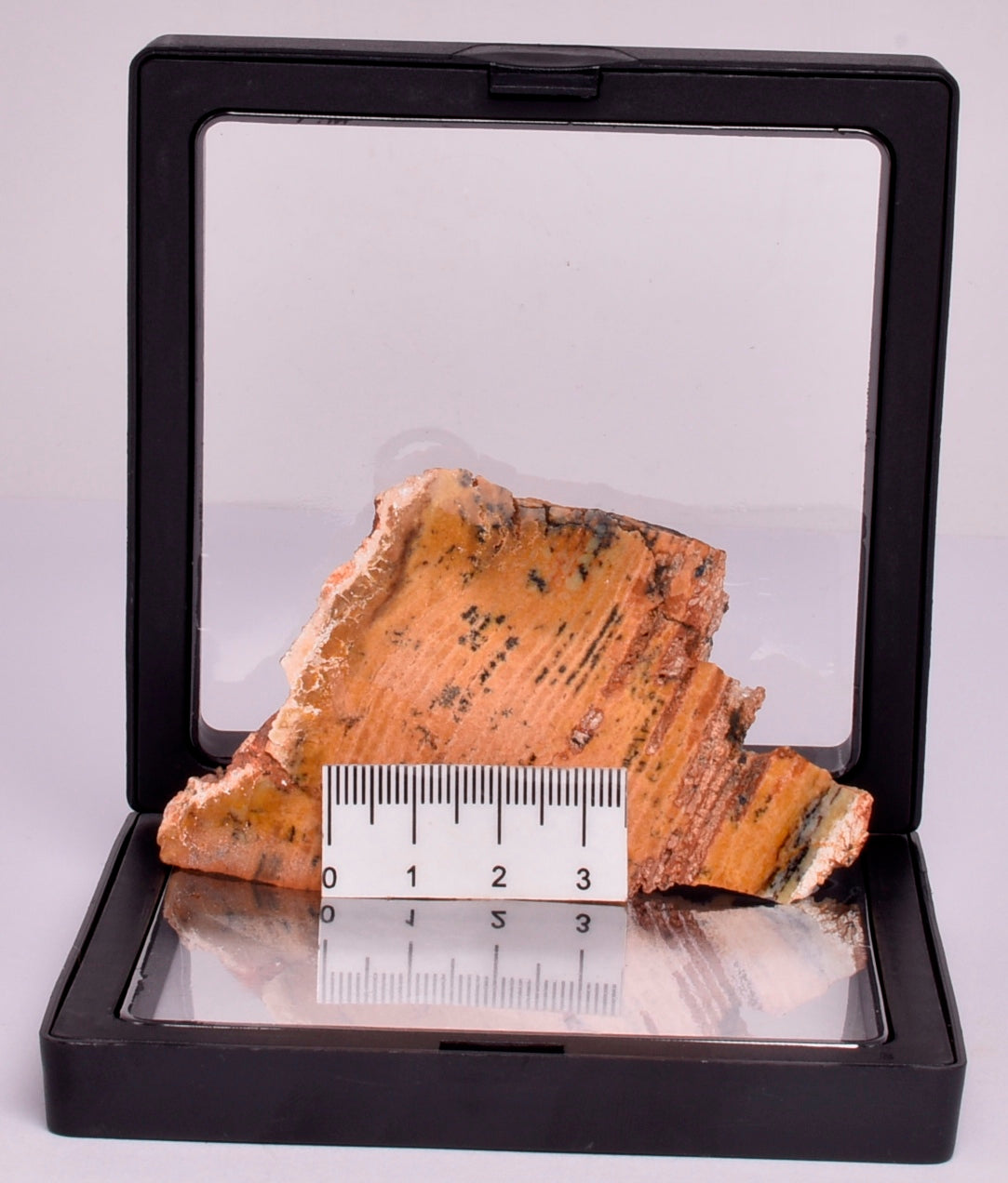 MICROBIAL MAT, STRELLEY POOL SLICED STROMATOLITE, Australia S396
