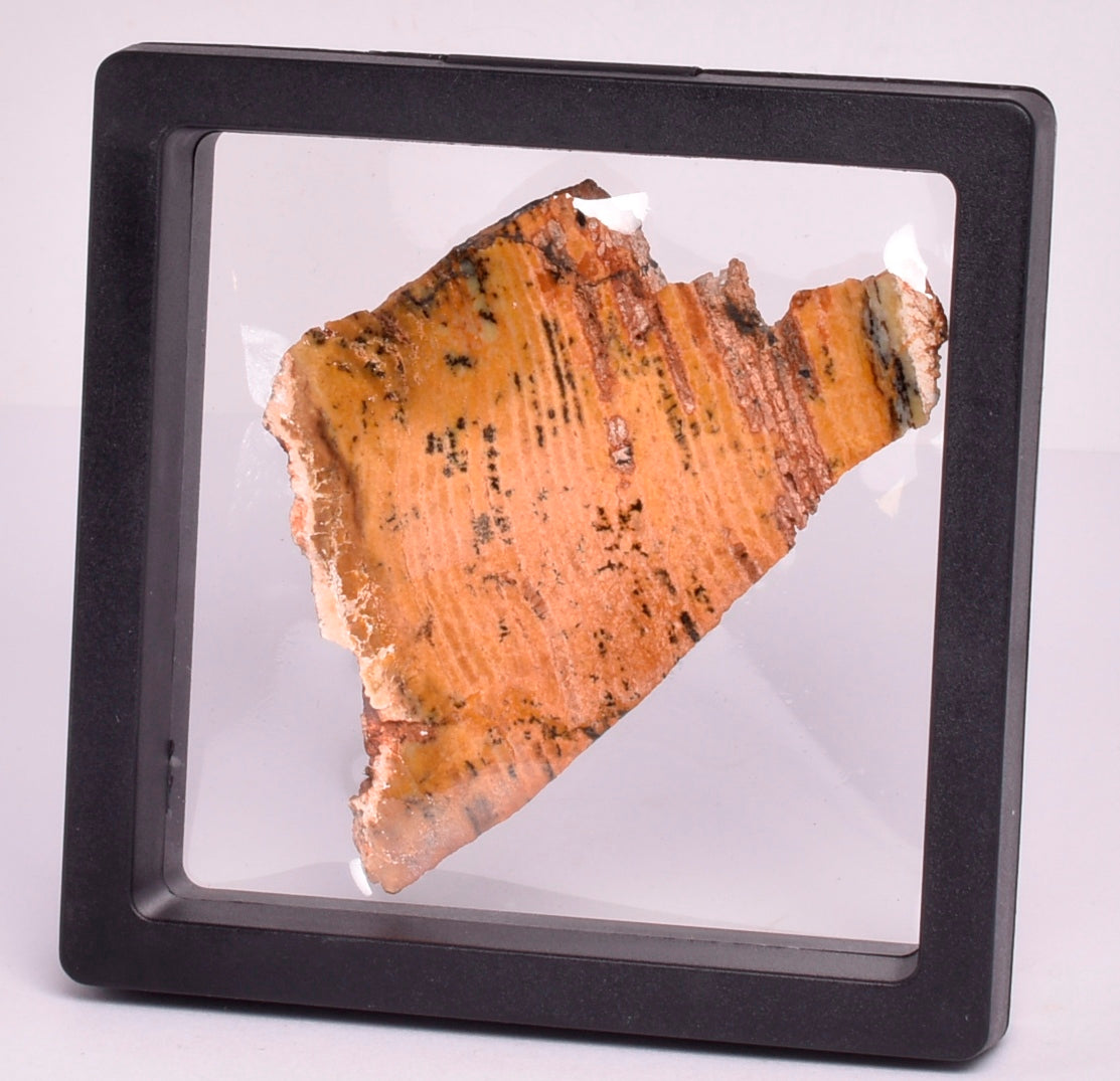 MICROBIAL MAT, STRELLEY POOL SLICED STROMATOLITE, Australia S396