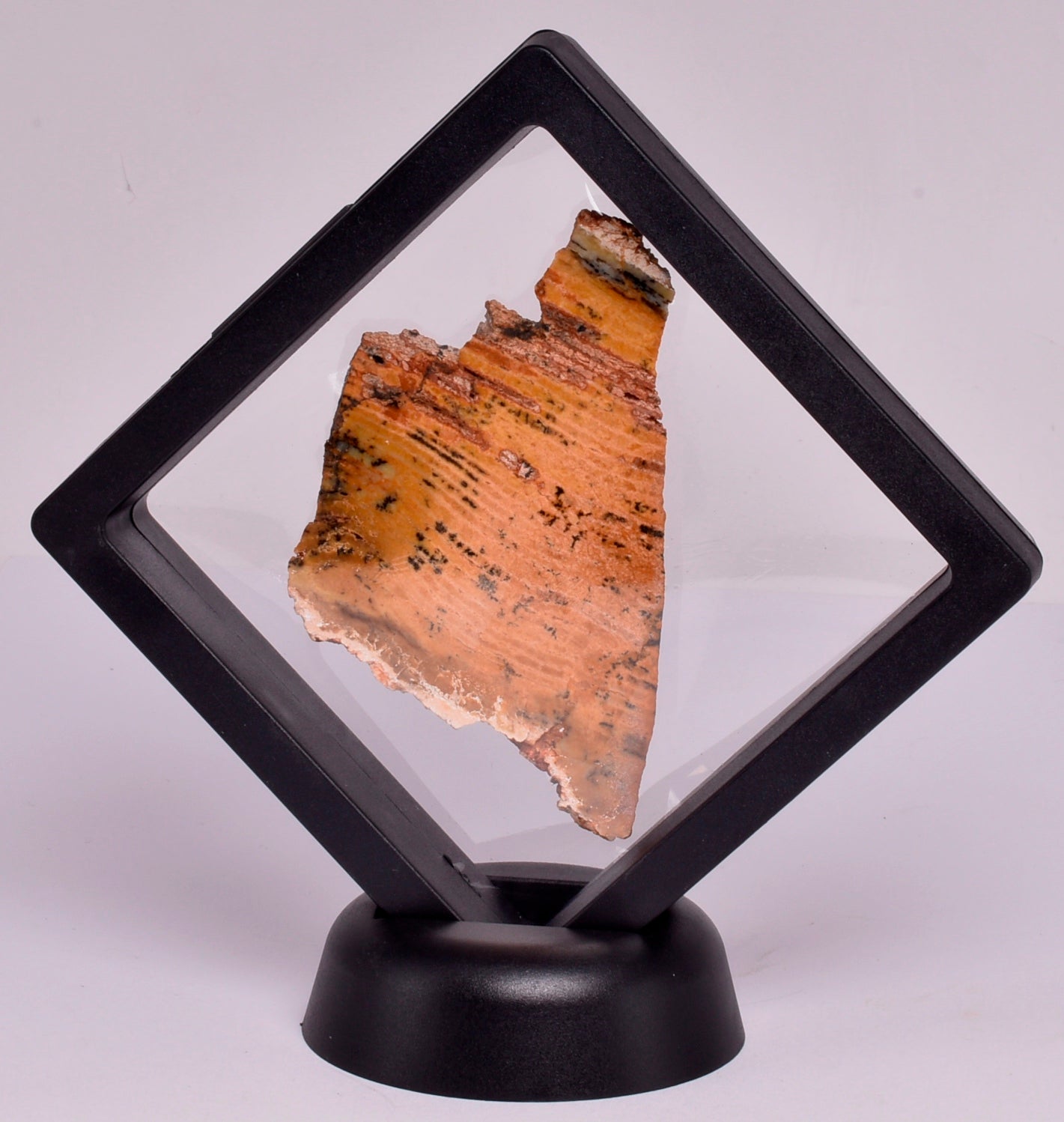 MICROBIAL MAT, STRELLEY POOL SLICED STROMATOLITE, Australia S396