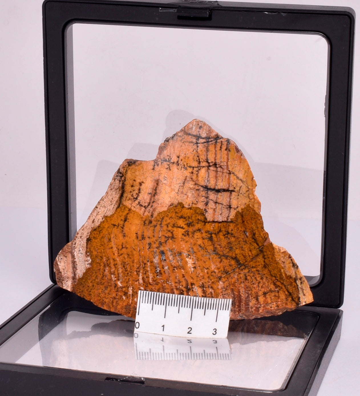 MICROBIAL MAT, STRELLEY POOL SLICED STROMATOLITE, Australia S346