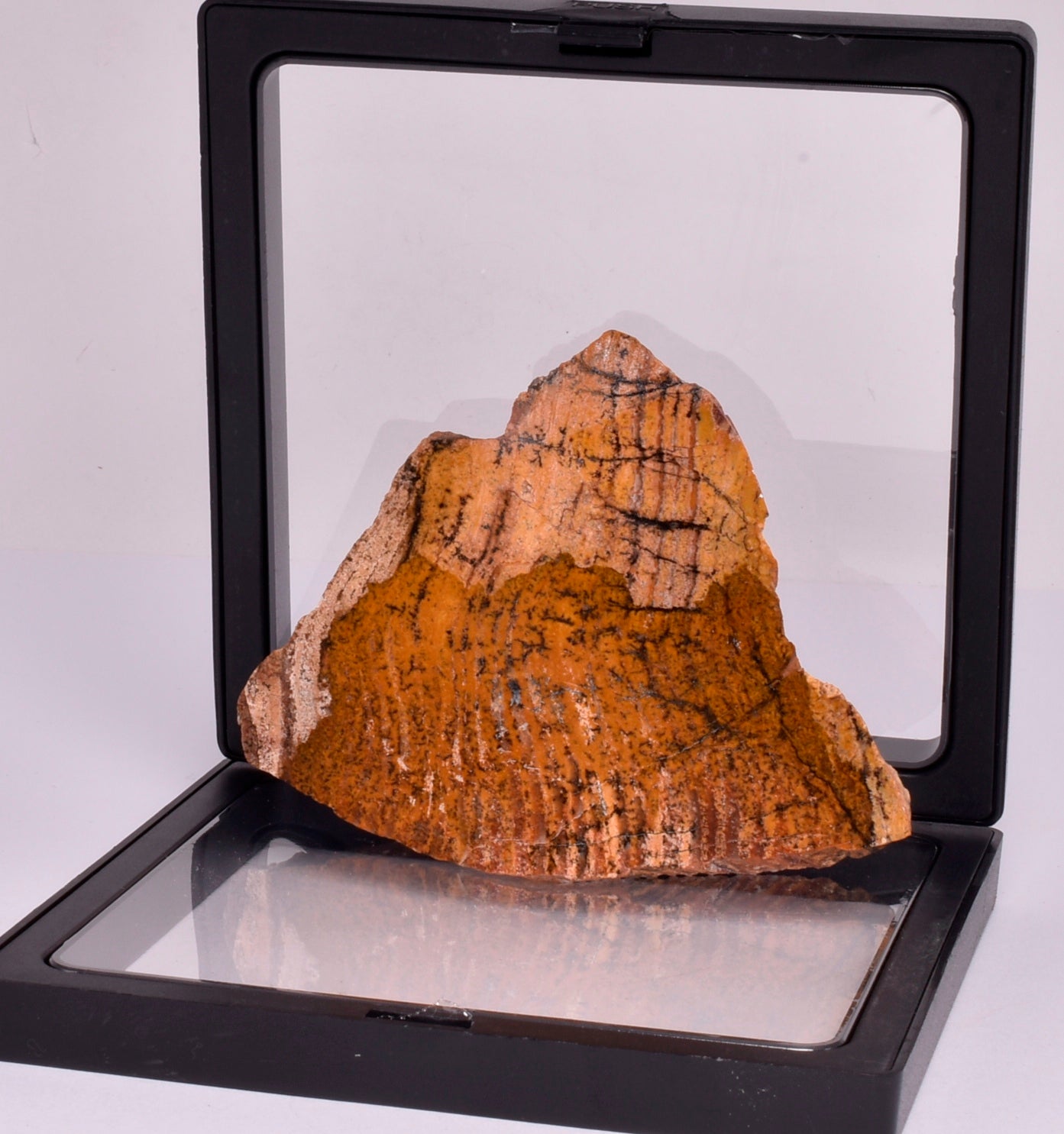 MICROBIAL MAT, STRELLEY POOL SLICED STROMATOLITE, Australia S346