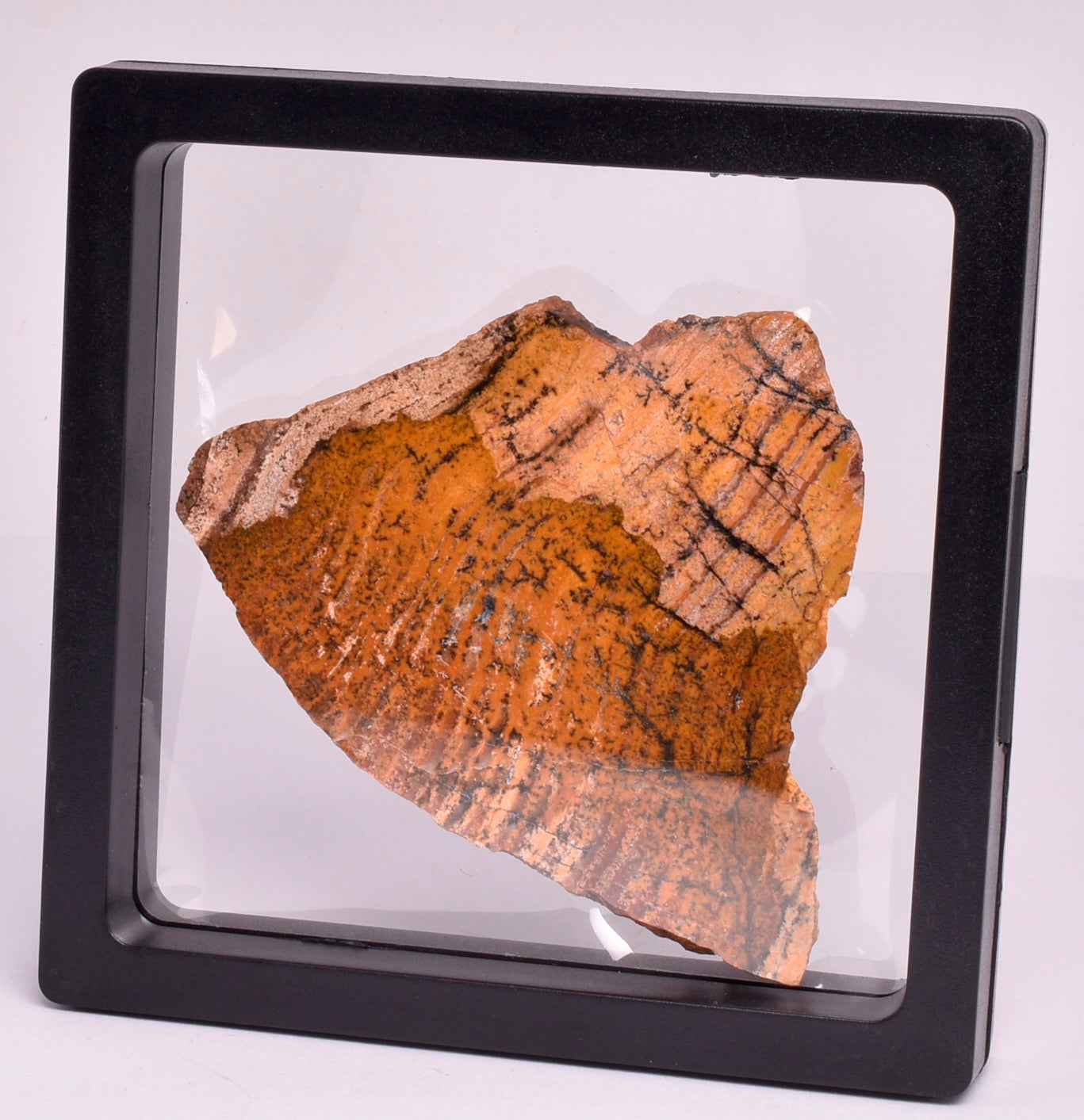 MICROBIAL MAT, STRELLEY POOL SLICED STROMATOLITE, Australia S346