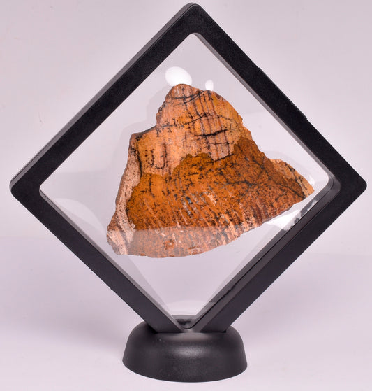 MICROBIAL MAT, STRELLEY POOL SLICED STROMATOLITE, Australia S346