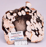 FOSSIL PEANUT WOOD SLICE, Western Australia S358