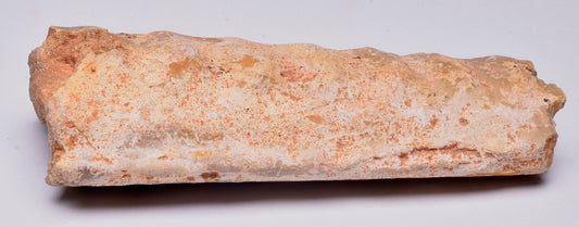 AMMONITE, Eubaculites carinatus, Miria Giralia Rang, AUSTRALIA F150