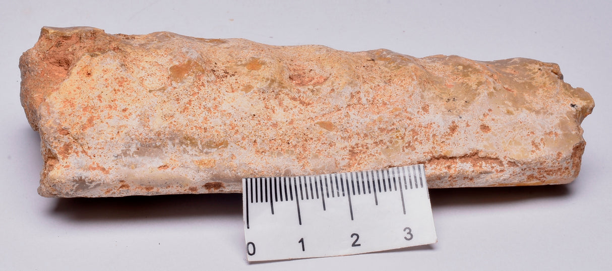 AMMONITE, Eubaculites carinatus, Miria Giralia Rang, AUSTRALIA F150