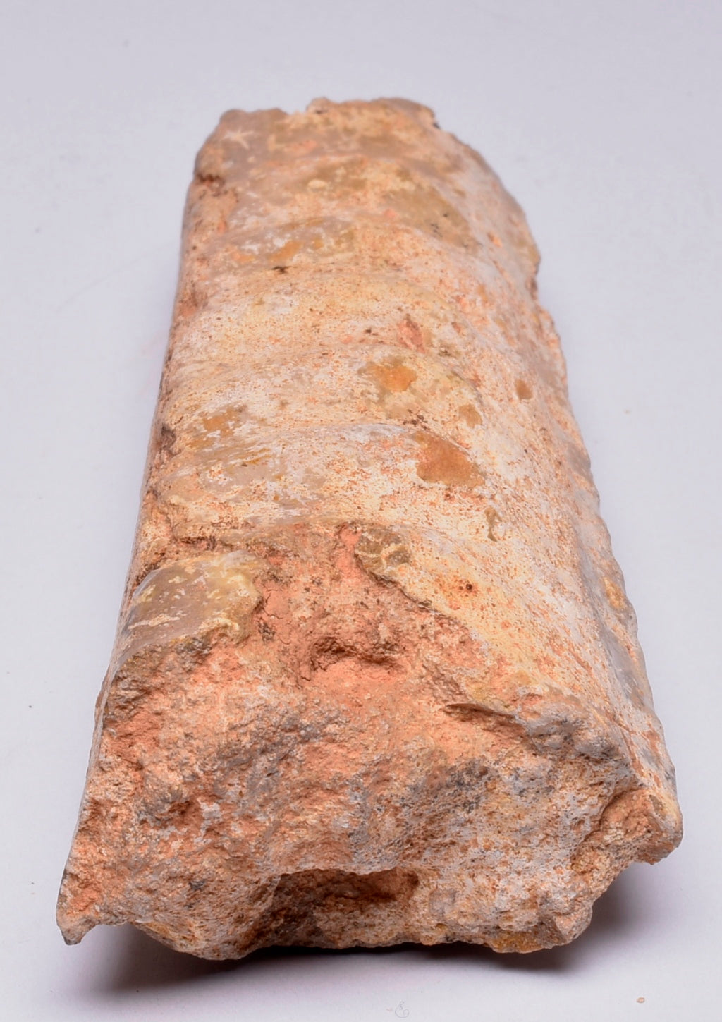 AMMONITE, Eubaculites carinatus, Miria Giralia Rang, AUSTRALIA F150