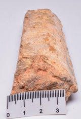 AMMONITE, Eubaculites carinatus, Miria Giralia Rang, AUSTRALIA F150