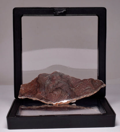 Stromatolite Inzeria Intia Fossil Polished Slice, N.T Australia S365