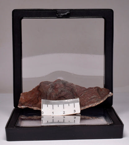 Stromatolite Inzeria Intia Fossil Polished Slice, N.T Australia S365