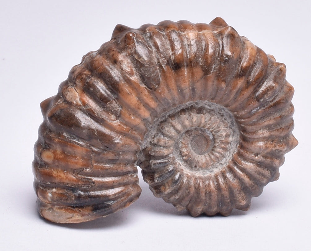 AMMONITE, Tropaeum jackii, WALSH RIVER, AUSTRALIA F141