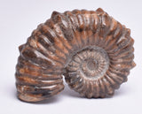 AMMONITE, Tropaeum jackii, WALSH RIVER, AUSTRALIA F141