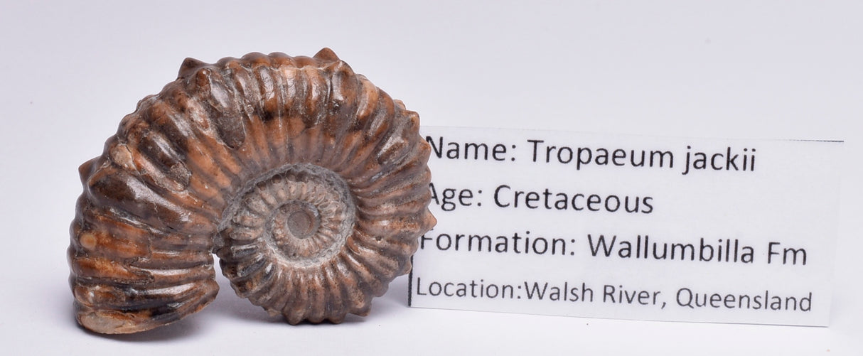 AMMONITE, Tropaeum jackii, WALSH RIVER, AUSTRALIA F141