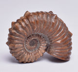 AMMONITE, Tropaeum jackii, WALSH RIVER, AUSTRALIA F141