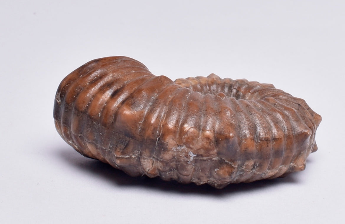 AMMONITE, Tropaeum jackii, WALSH RIVER, AUSTRALIA F141