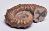 AMMONITE, Tropaeum jackii, WALSH RIVER, AUSTRALIA F141