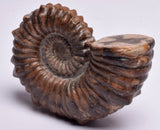 AMMONITE, Tropaeum jackii, WALSH RIVER, AUSTRALIA F141