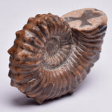 AMMONITE, Tropaeum jackii, WALSH RIVER, AUSTRALIA F141