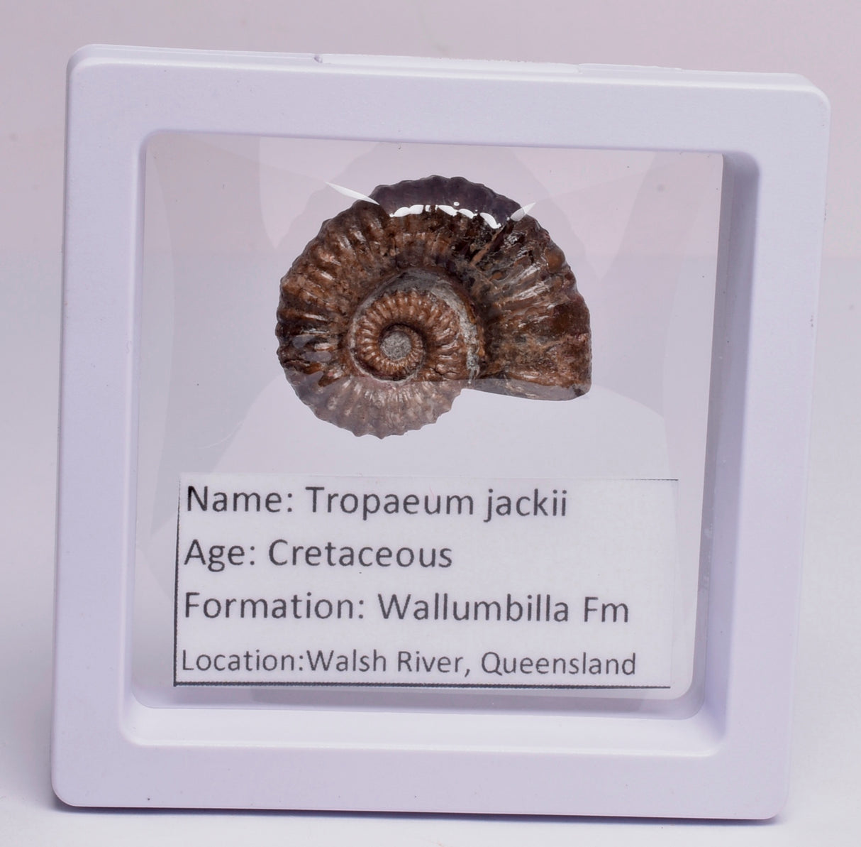 AMMONITE, Tropaeum jackii, WALSH RIVER, AUSTRALIA F23
