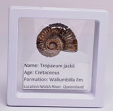 AMMONITE, Tropaeum jackii, WALSH RIVER, AUSTRALIA F23
