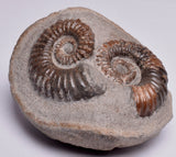 2 x AMMONITE, Tropaeum jackii, WALSH RIVER, AUSTRALIA F108