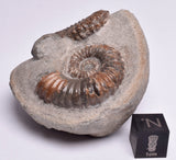2 x AMMONITE, Tropaeum jackii, WALSH RIVER, AUSTRALIA F108