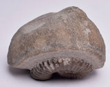 2 x AMMONITE, Tropaeum jackii, WALSH RIVER, AUSTRALIA F108