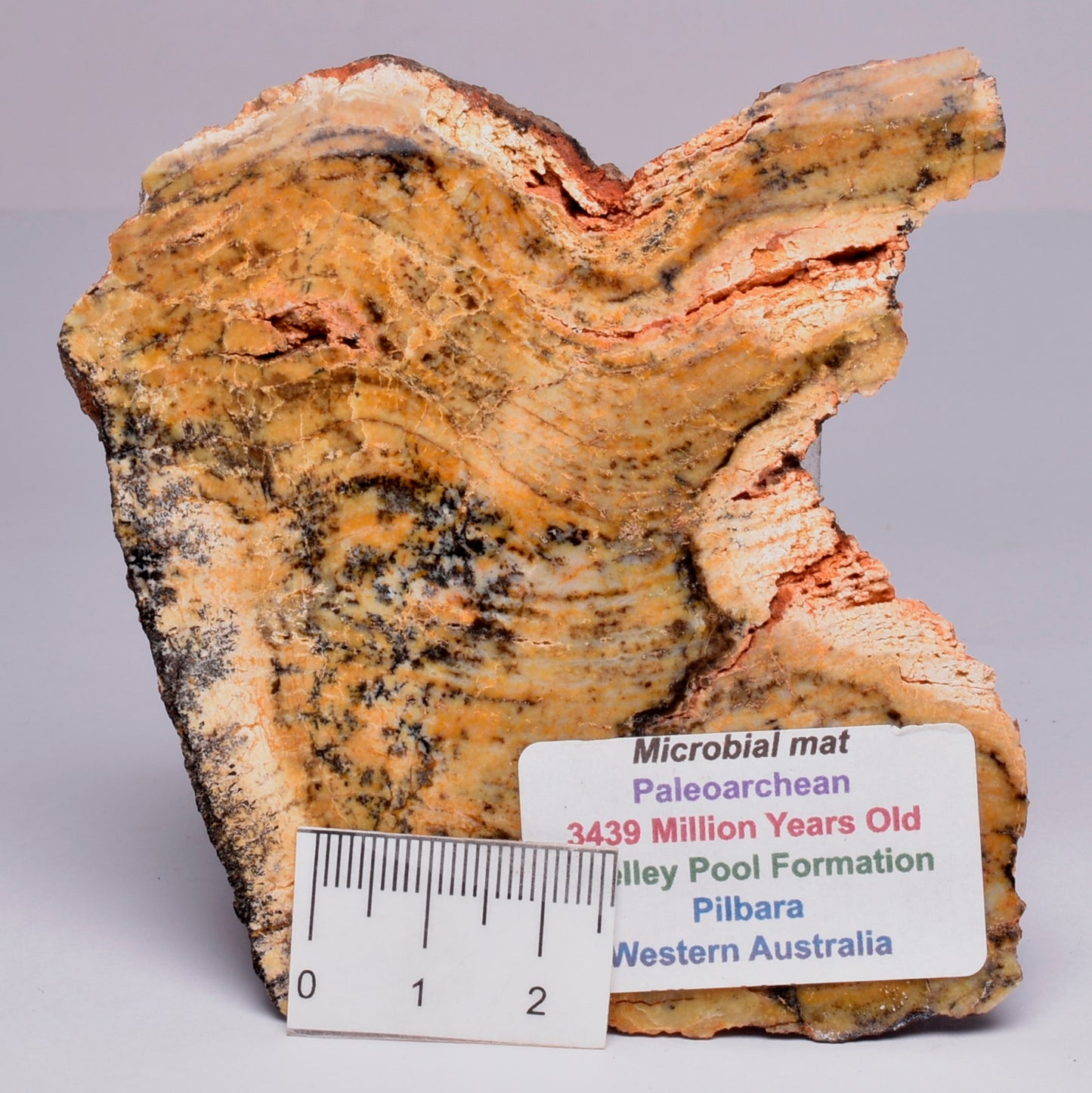 MICROBIAL MAT, Stromatolite STRELLEY POOL SLICE S508