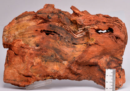 MICROBIAL MAT, Stromatolite, STRELLEY POOL SLICE, S452
