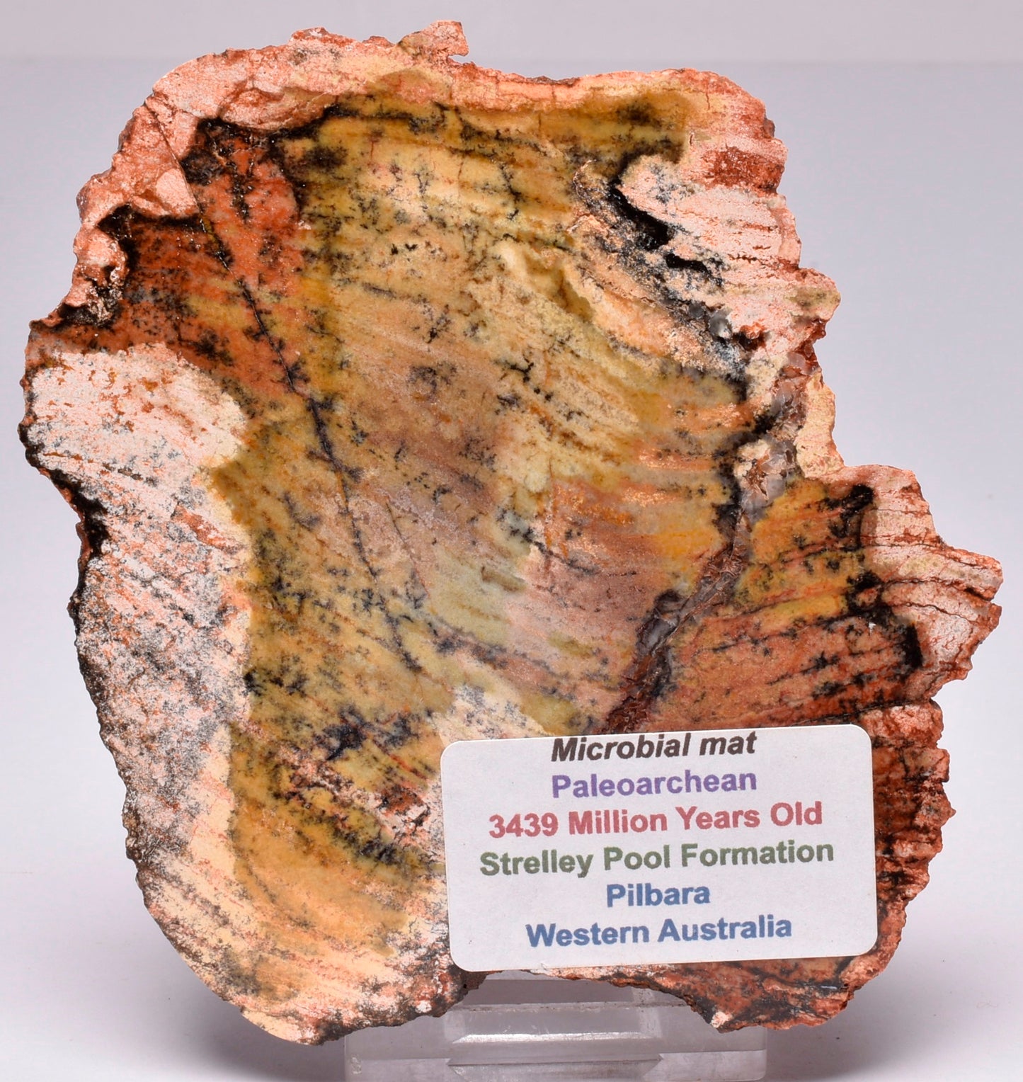 MICROBIAL MAT, Stromatolite STRELLEY POOL SLICE, S647
