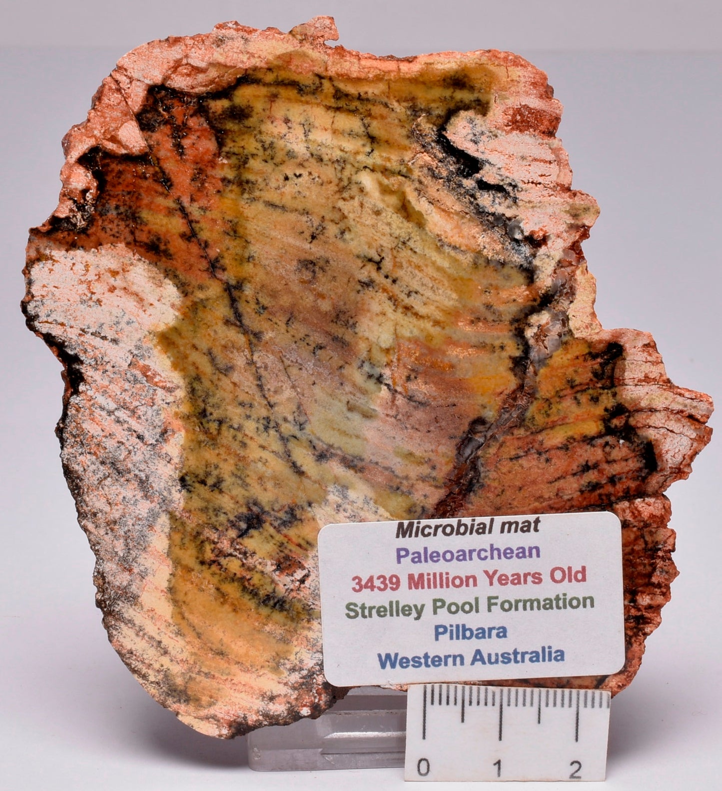 MICROBIAL MAT, Stromatolite STRELLEY POOL SLICE, S647