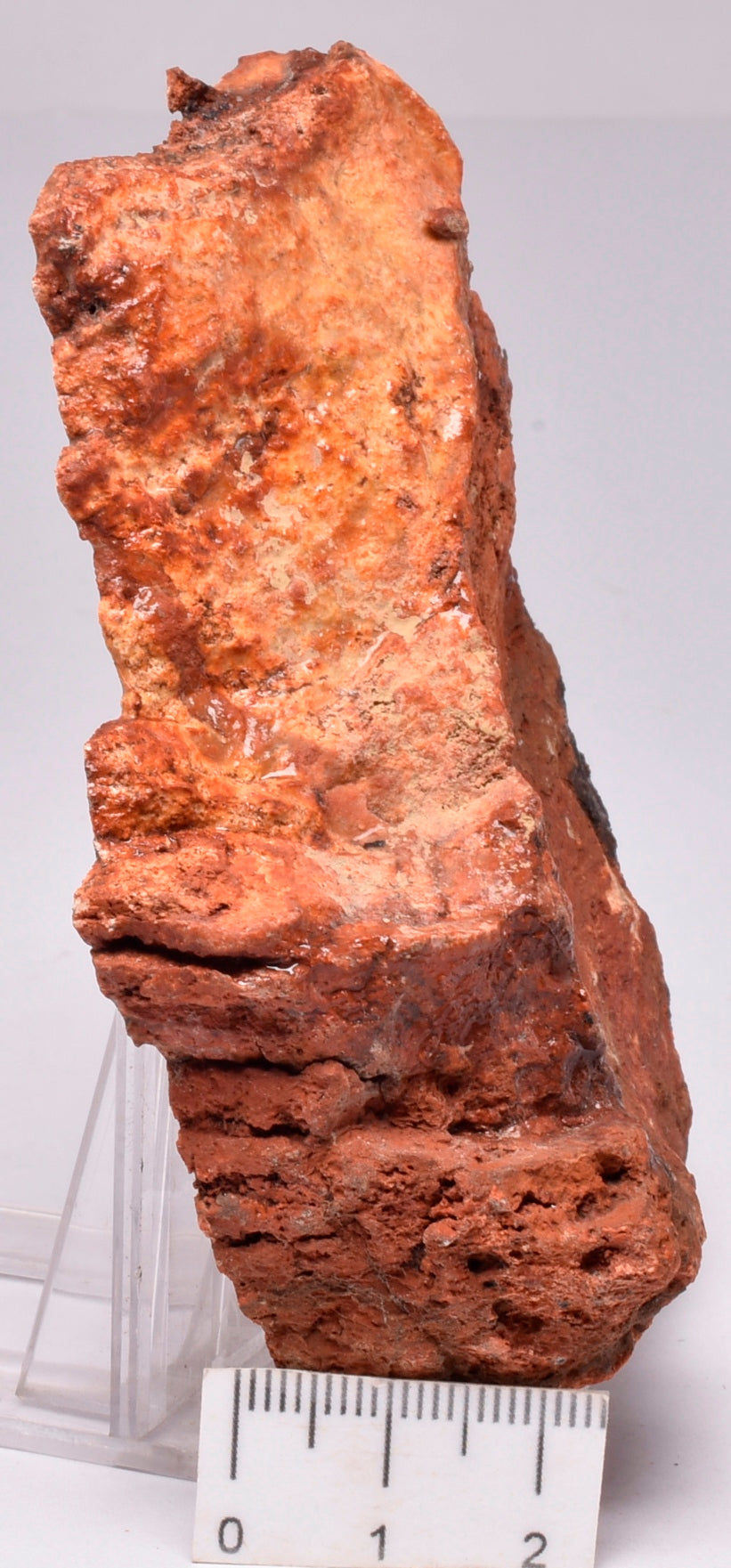 MICROBIAL MAT, Stromatolite STRELLEY POOL SLICE, S647