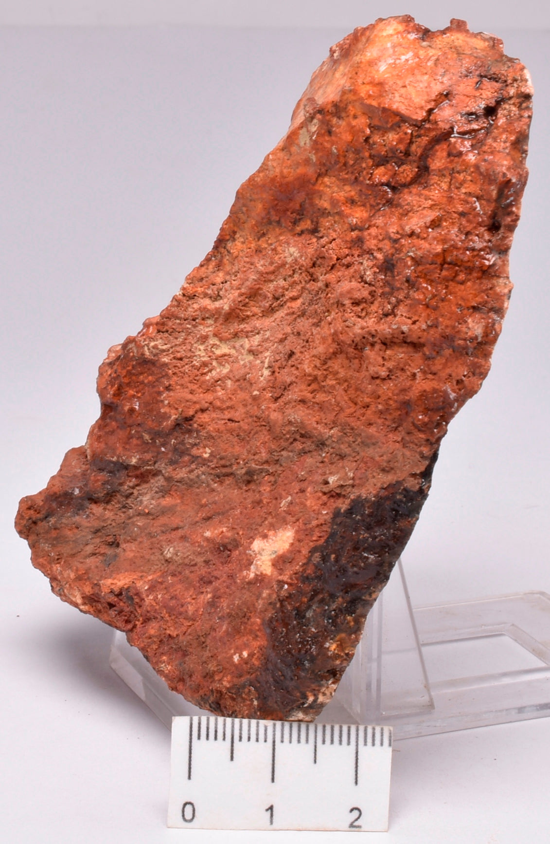 MICROBIAL MAT, Stromatolite STRELLEY POOL SLICE, S647