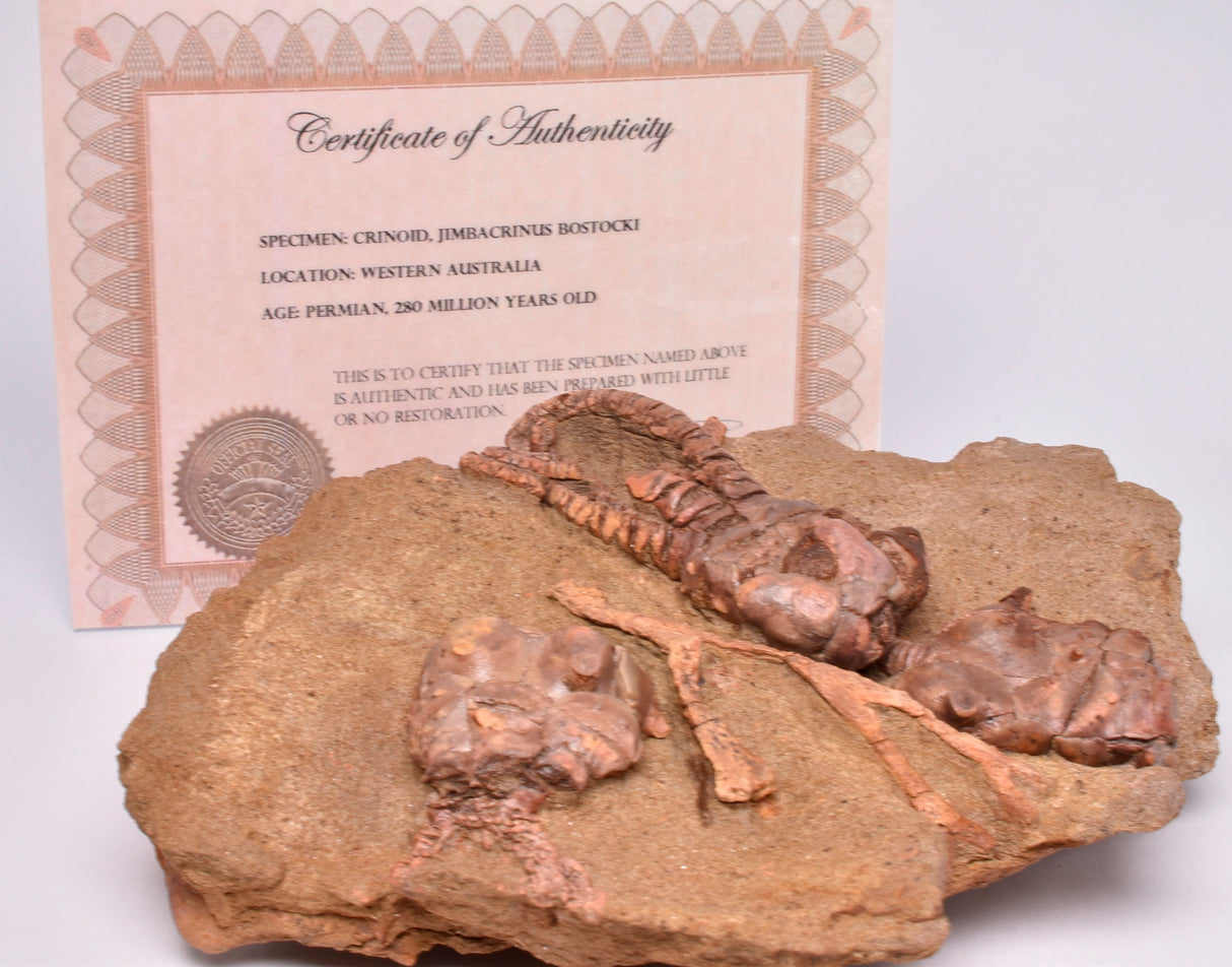 CRINOID FOSSIL, Jimbacrinus Bostocki, Western Australia, CR10