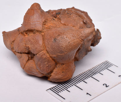 CRINOID FOSSIL, Jimbacrinus Bostocki, Western Australia, CR37