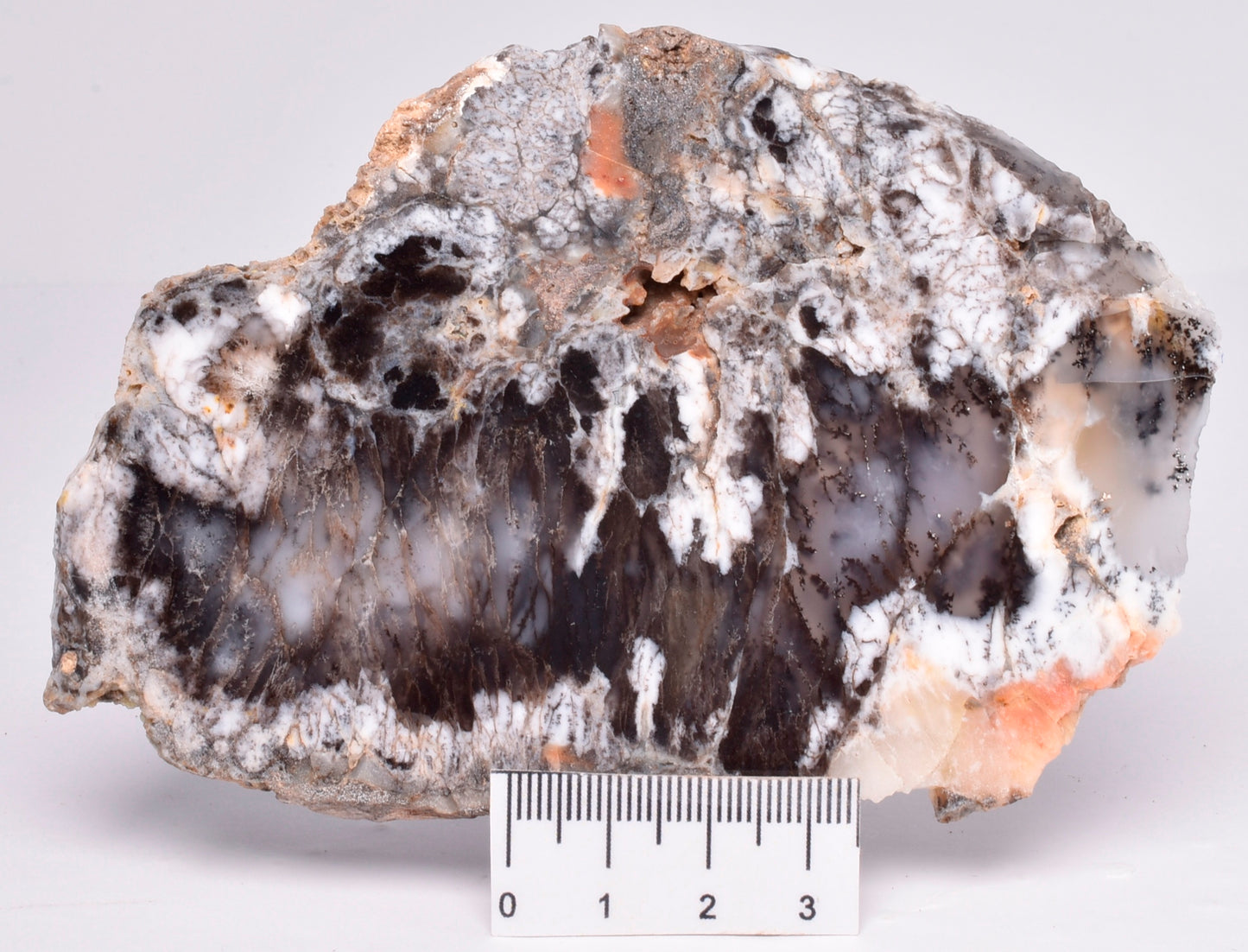 Merlinite, Dendritic Chalcedony, Polished, Western Australia S1016