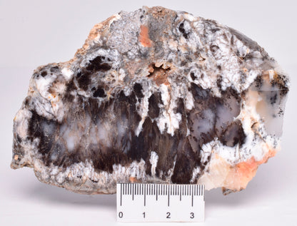 Merlinite, Dendritic Chalcedony, Polished, Western Australia S1016