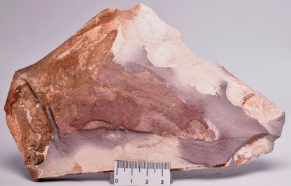 FOSSIL PORPITA LIAONANELLA, MEDUSA, PRE CAMBRIAN, AUSTRALIA F374