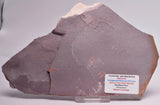 FOSSIL PORPITA LIAONANELLA, MEDUSA, PRE CAMBRIAN, AUSTRALIA F374