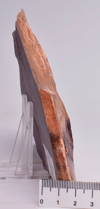 FOSSIL PORPITA LIAONANELLA, MEDUSA, PRE CAMBRIAN, AUSTRALIA F374