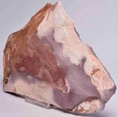 FOSSIL PORPITA LIAONANELLA, MEDUSA, PRE CAMBRIAN, AUSTRALIA F374