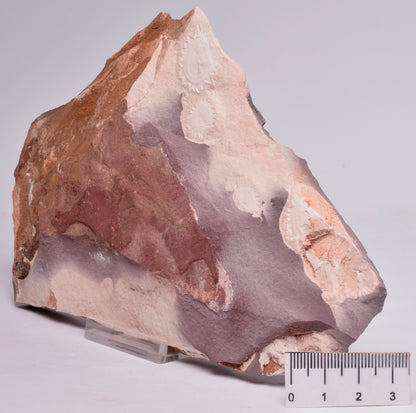 FOSSIL PORPITA LIAONANELLA, MEDUSA, PRE CAMBRIAN, AUSTRALIA F374