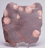 FOSSIL PORPITA LIAONANELLA, MEDUSA, PRE CAMBRIAN, AUSTRALIA F376