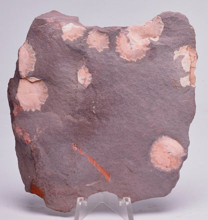 FOSSIL PORPITA LIAONANELLA, MEDUSA, PRE CAMBRIAN, AUSTRALIA F376