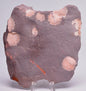 FOSSIL PORPITA LIAONANELLA, MEDUSA, PRE CAMBRIAN, AUSTRALIA F376